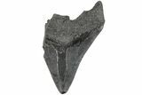 Partial Megalodon Tooth #194054-1